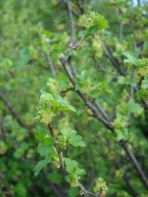 Ribes alpinum 'Aureum' P20 P26